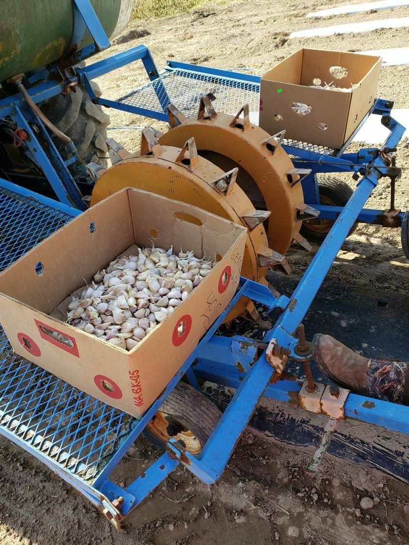 Garlic Planting Rig