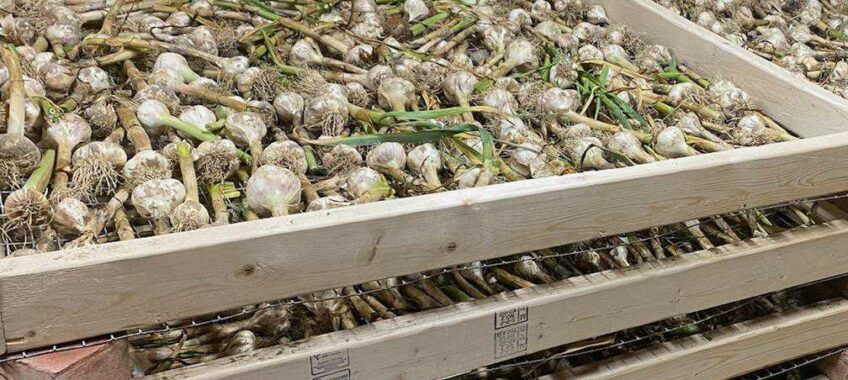 Garlic Drying Racks